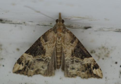 Réf. 276 776 : Hypena obsitalis